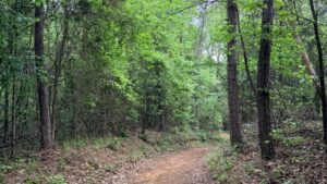 A dirt trail through mixed pine and hardwood forest with heavy leaf litter, typical lone star tick habitat in the American South