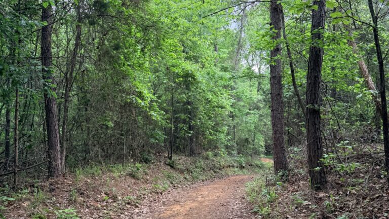 A dirt trail through mixed pine and hardwood forest with heavy leaf litter, typical lone star tick habitat in the American South